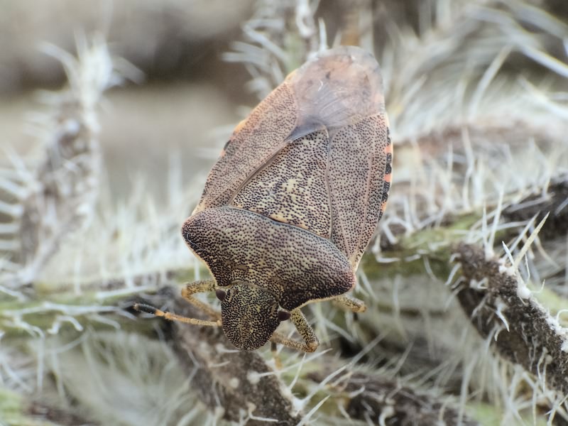 Peribalus (Peribalus) strictus (Wolff, 1804)